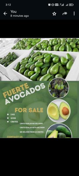 Avocadoes