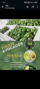 Avocadoes