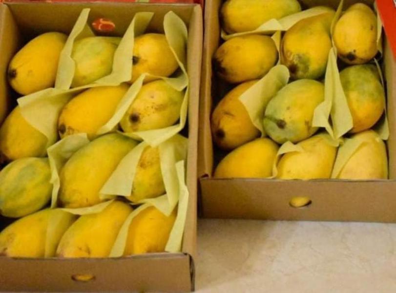 Sindhri Mangoes