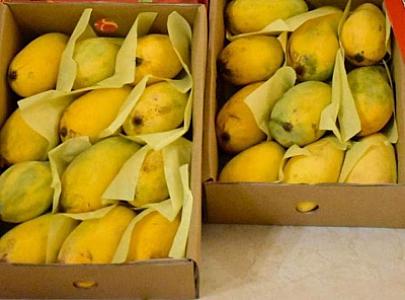 Sindhri Mangoes
