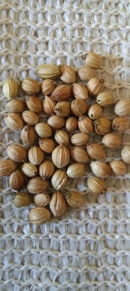Coriander Seed