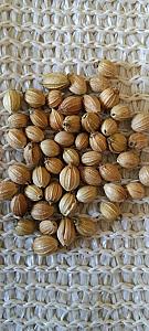 Coriander Seed