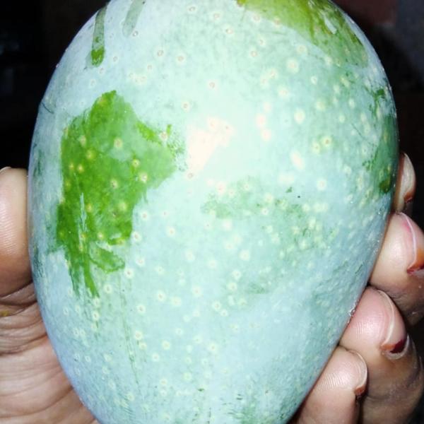 6 jardalu  approx 1.2 kg