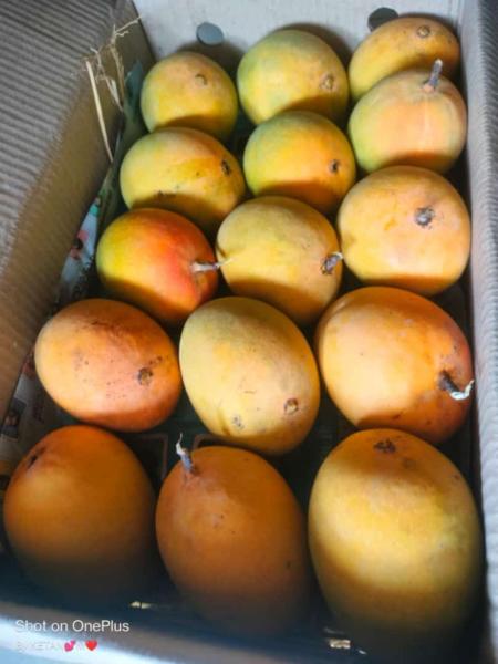 Alphanso mangoes  1500 INR