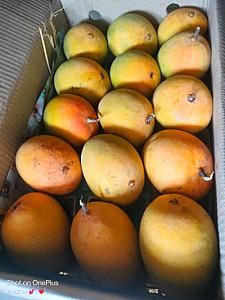 Alphanso mangoes  1500 INR