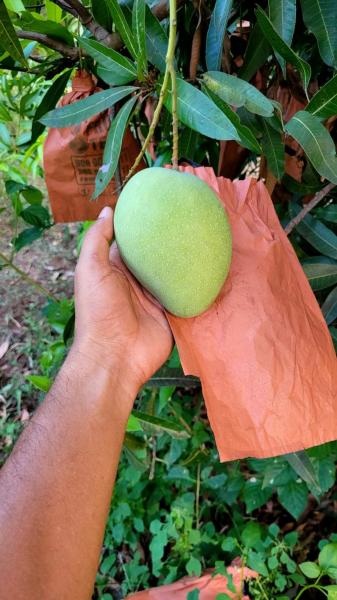 Mangoes