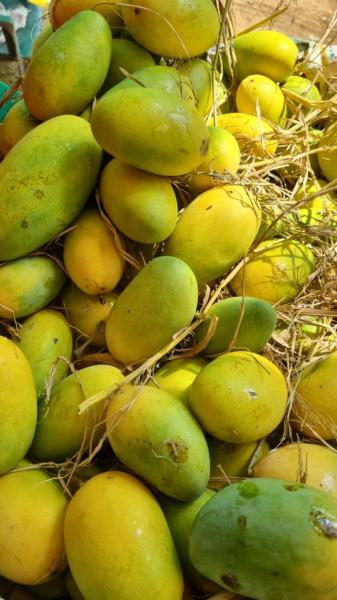 Mangoes (seasonal)