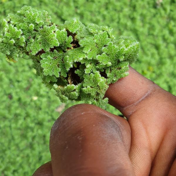 Azolla seeds