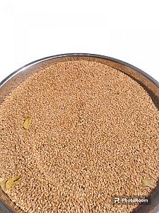 Organic Black Wheat & Organic brown Wheat