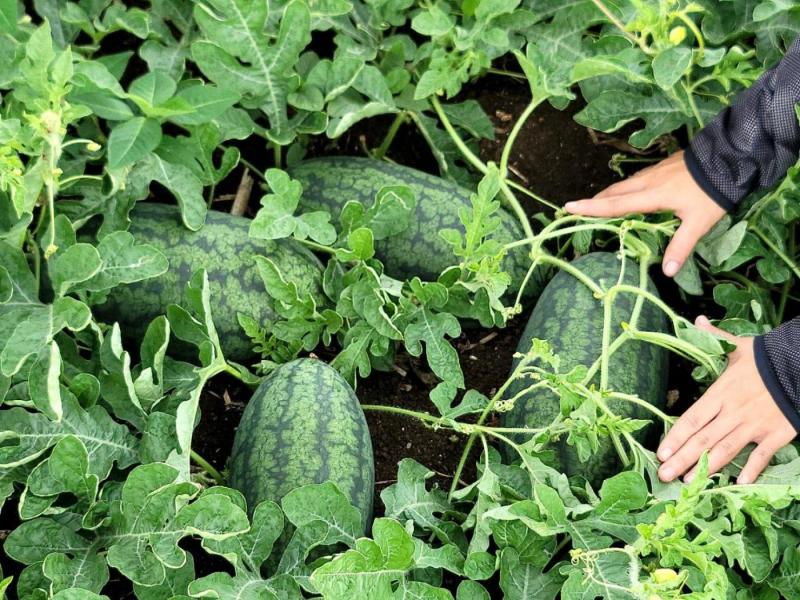 Watermelon ðŸ‰