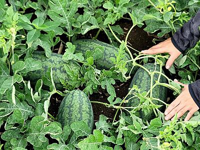 Watermelon ðŸ‰