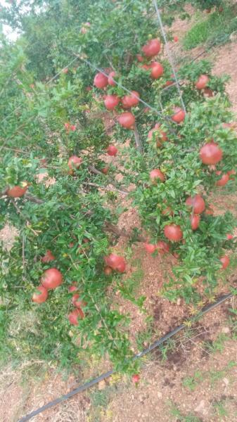 Pomegranate fruits