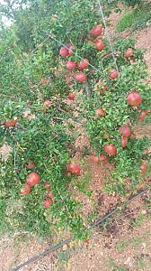 Pomegranate fruits