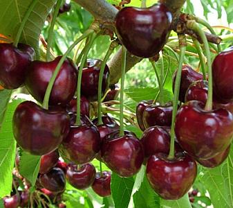 Fresh cherries