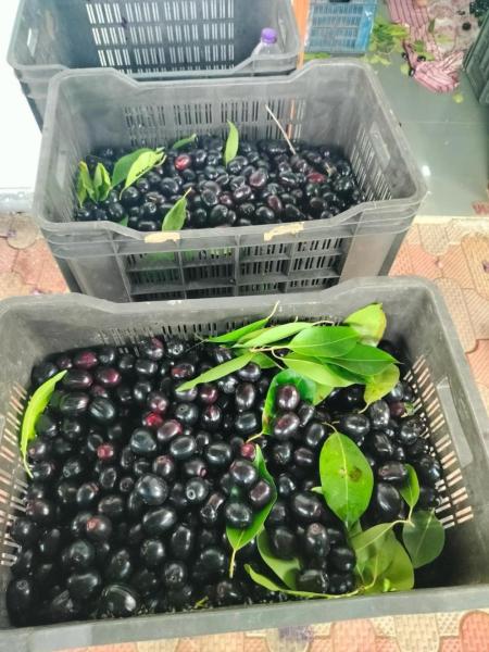 Black plum / black jamun ( seasonal)