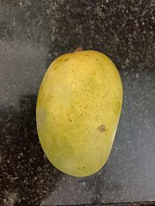 Gujarat Kesar Mangoes