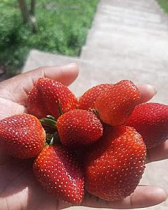 Strawberries