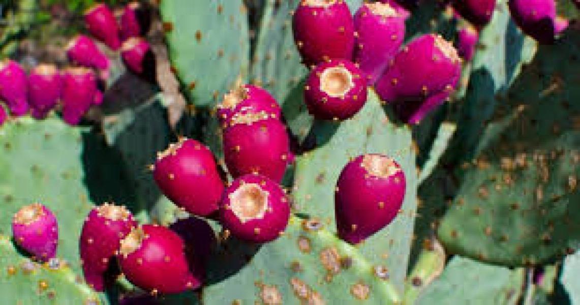 Prickly Pear Fruit