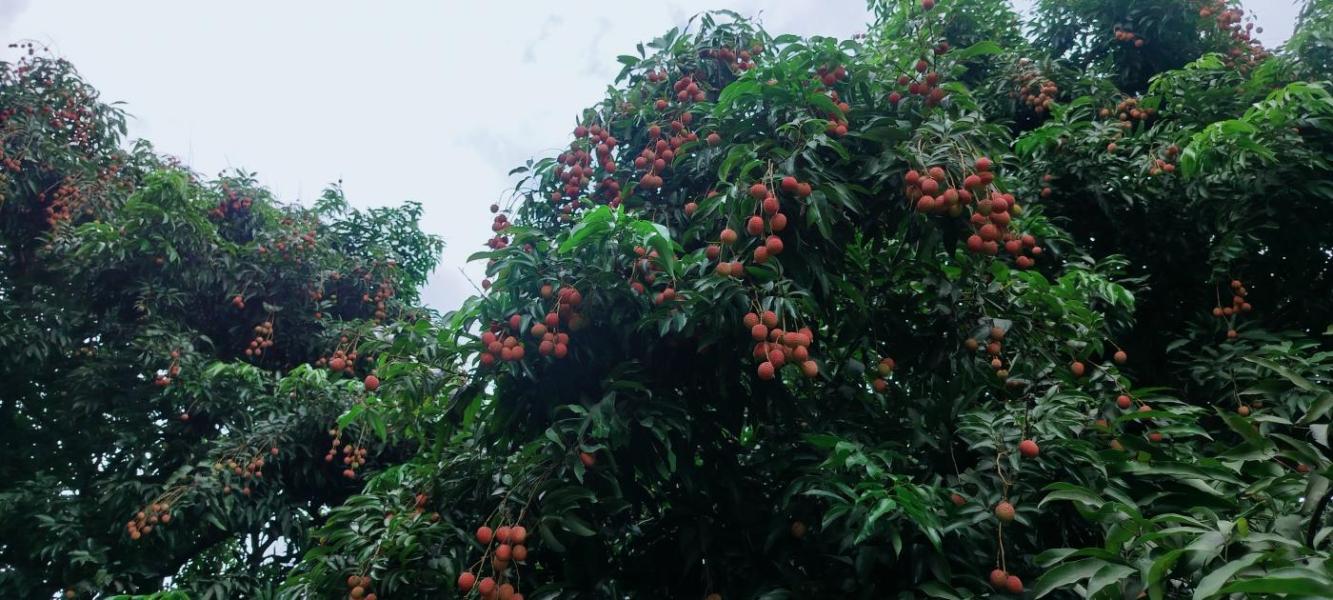Fresh farm litchi