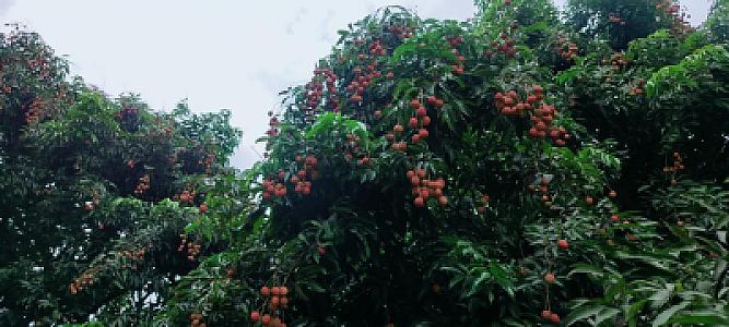 Fresh farm litchi