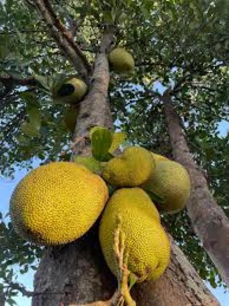 Jack fruit