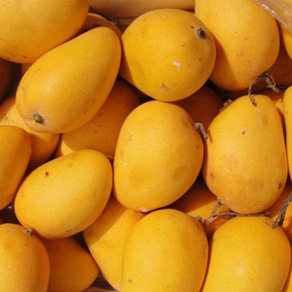 Banganapalle mangoes