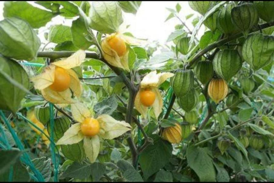 Golden berry (fresh fruit)