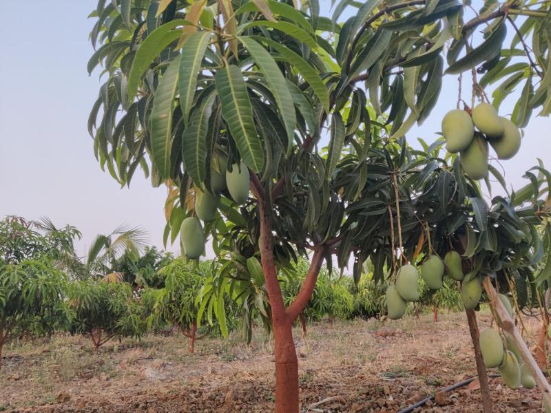 Keshar mangoes