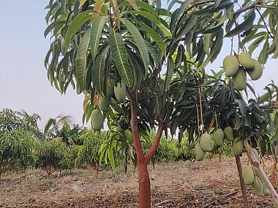 Keshar mangoes
