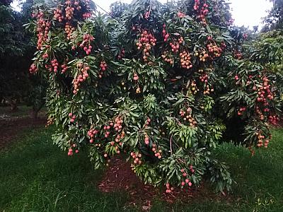 Lichi and Guava