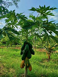 Taiwan Red Lady Papaya