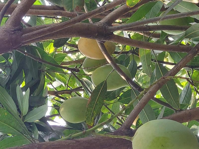 Organic Mangoes-Banginapalli,  Dasheri and Rasalu