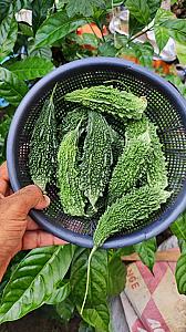 Bitter Gourd, Kinnow , Guava