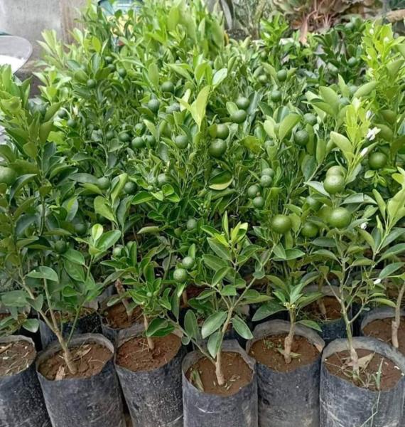 Philippine lime seedlings
