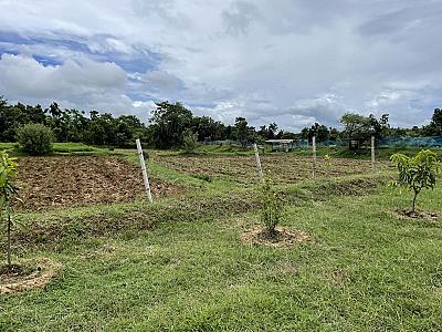 Organically grown Black rice paddy
