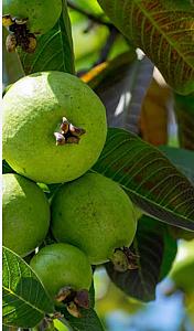 Fresh Organic Guava: Naturally Sweet and Nutritious