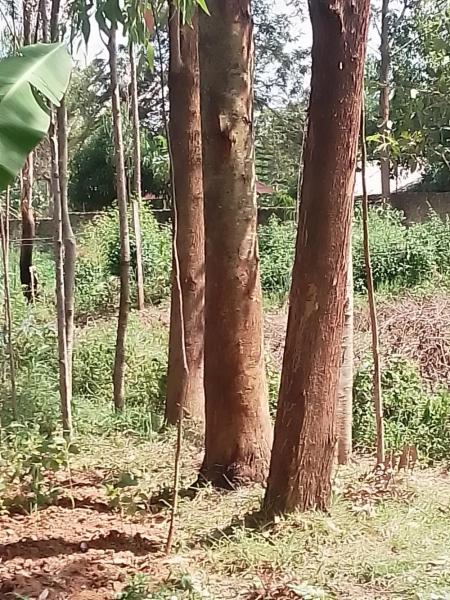 Seedlings and mature trees