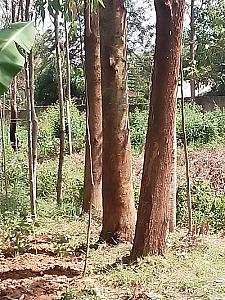 Seedlings and mature trees