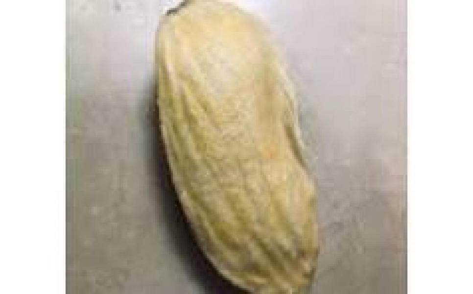 Mango Kernels - 1 kg free per 100 kg