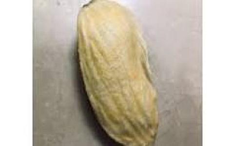 Mango Kernels - 1 kg free per 100 kg