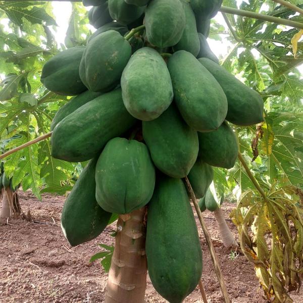 Papayas