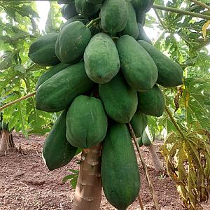 Papayas