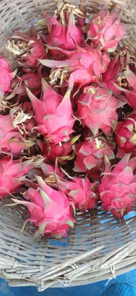 Dragon fruits, Star fruits, Guavas, Pomegranate