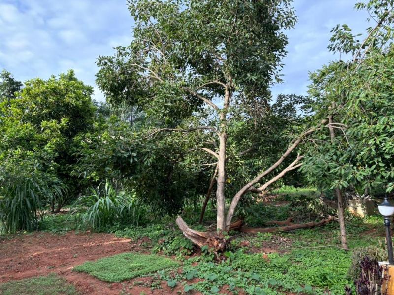 Cranberry, jamun, Star fruit