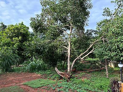 Cranberry, jamun, Star fruit