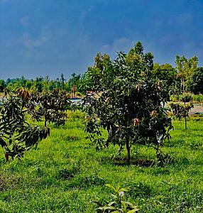 ORGANIC MANGOES (seasonal)