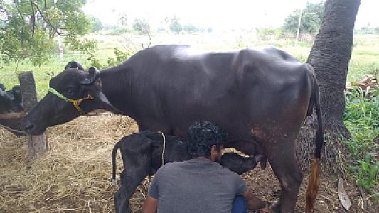 Buffalo and cow milk