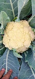 I have 10000to 12000 kg cabbage and cauliflowers