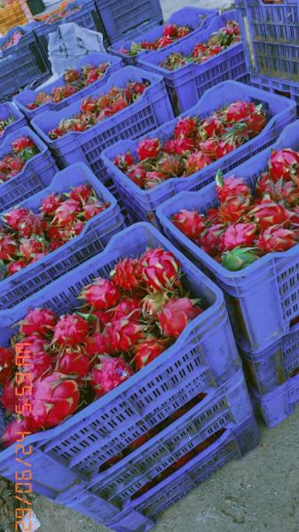 Fresh organic red dragon fruit