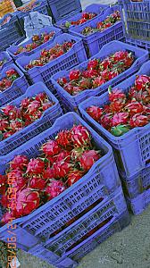 Fresh organic red dragon fruit